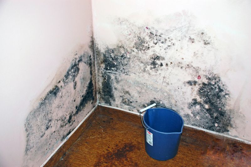 Mold Growth